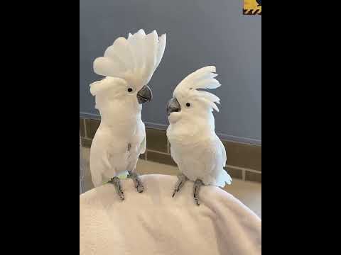 Cockatoos Dancing!