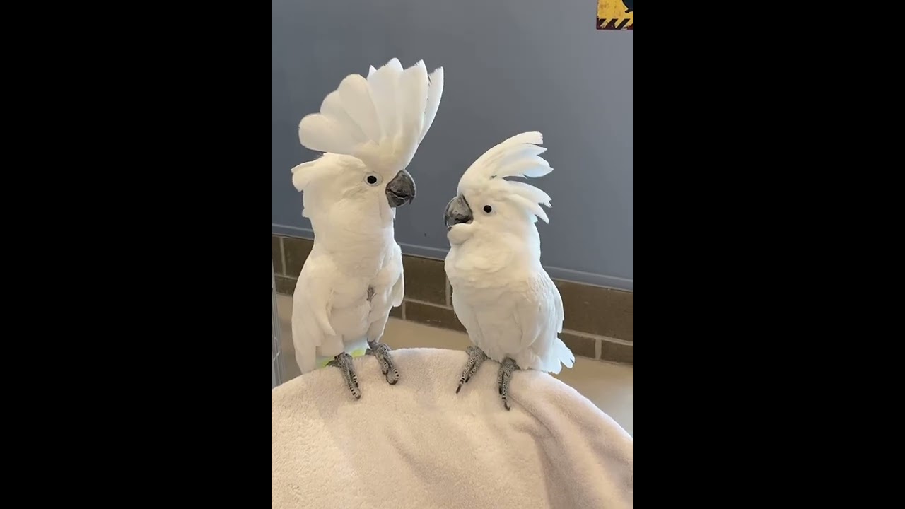 Cockatoos Dancing! YouTube