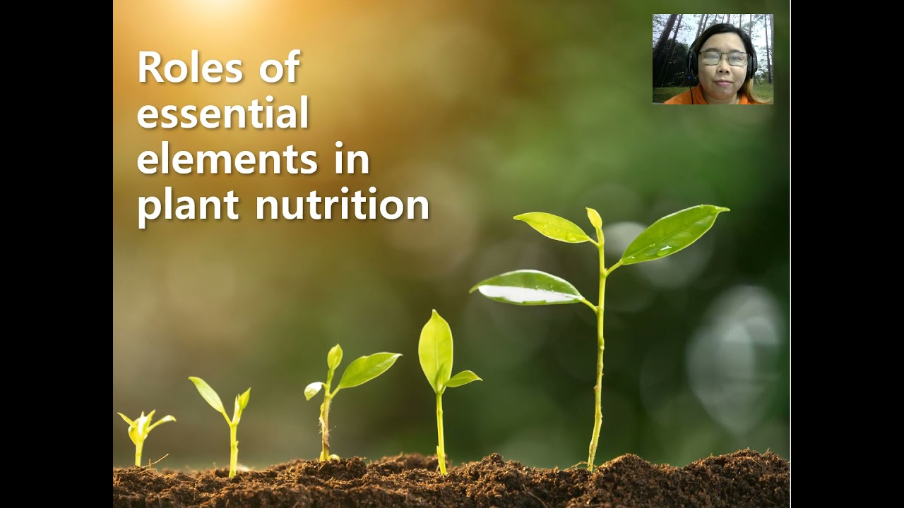 Soil Plant Relationships Lecture Part 1