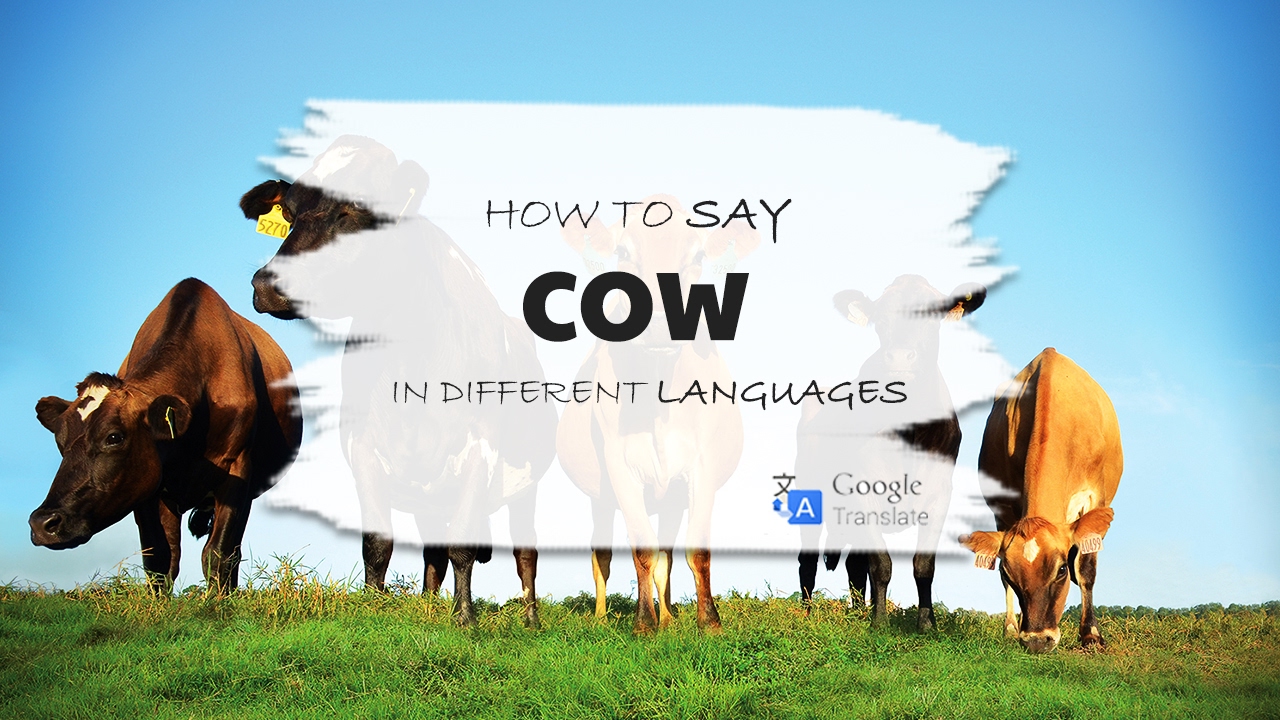 Cow - Animal Names | How To Say | Different Languages