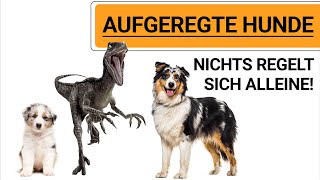 🐶 Hundeerziehung - Aufgeregte Hunde Hunderassen ➡️ Nichts regelt sich alleine! 🐶✔️ by Stephanie Salostowitz - Online Hundetraining 6,751 views 2 weeks ago 13 minutes, 46 seconds