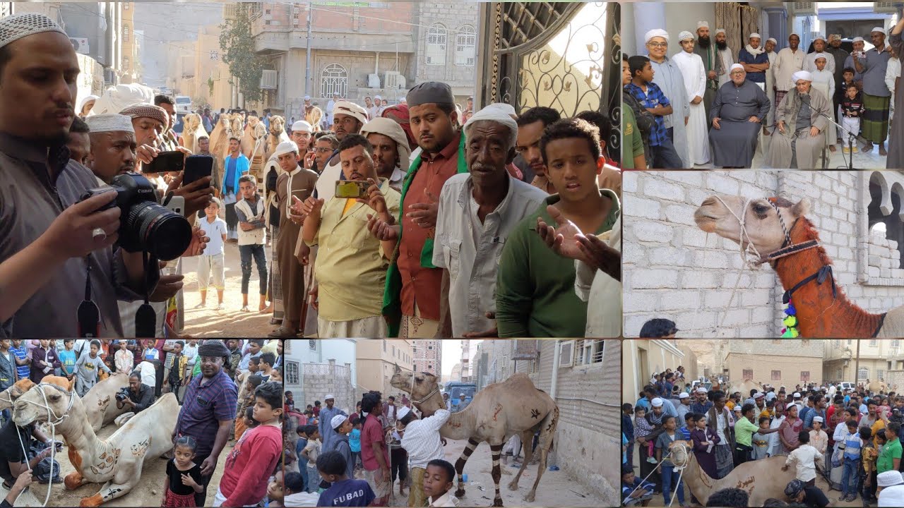 العادة السنوية بمدينة تريم الغناء_تزين الجمال بالحنة-للذهاب إلى شعب نبي الله هود عليه السلام