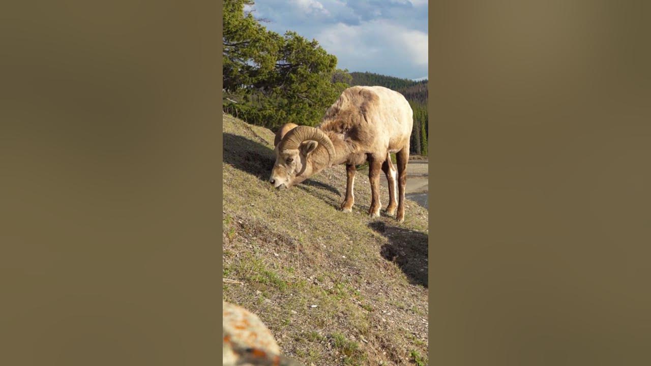 How Do Wild Sheep Lose Their Wool shorts animalworld sheep YouTube