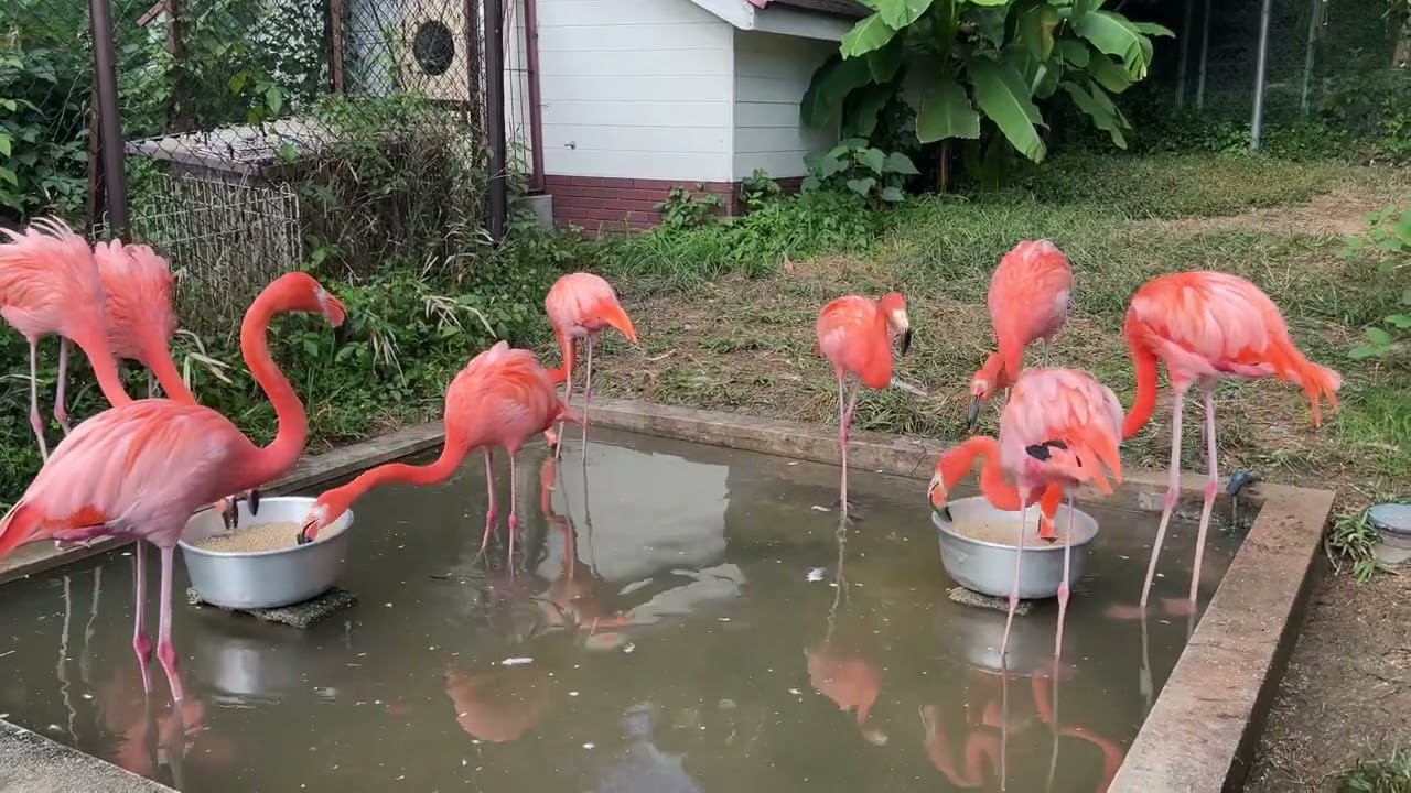 池田動物園公式】フラミンゴの食餌の様子 - YouTube