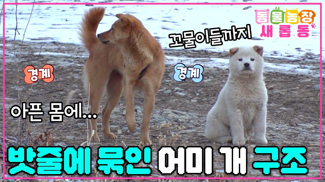[#새롭동물농장] 밧줄에 몸이 묶인 채 떠도는 누렁이🐶 고통을 참으며 세 꼬물이들까지 돌보는 모성애😭 / EP.1159 #TV동물농장 #AnimalFarm #SBSstory
