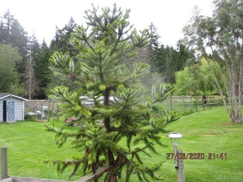 Video: Araucaria Bidville