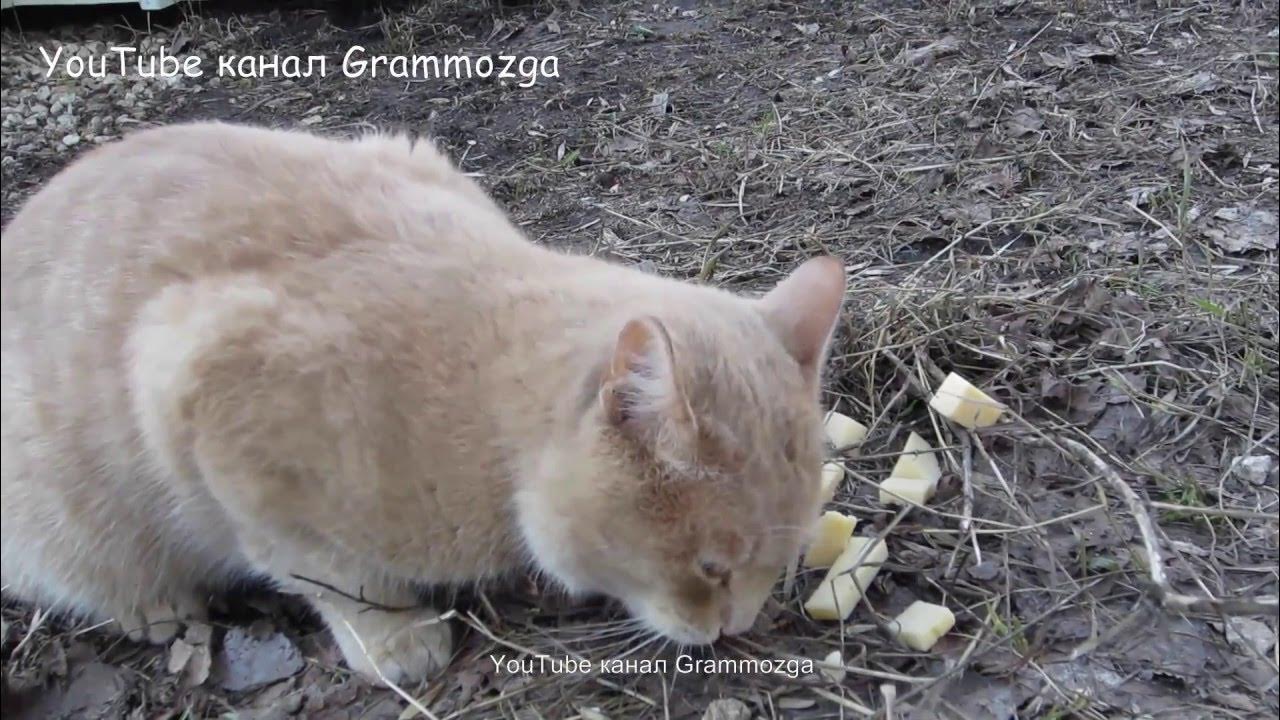 Можно ли котам давать дыню