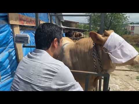 Kantara Çıkmadan Kilo