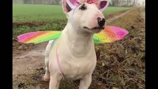 Checkinit Bull Terrier Dressed As A Unicorn