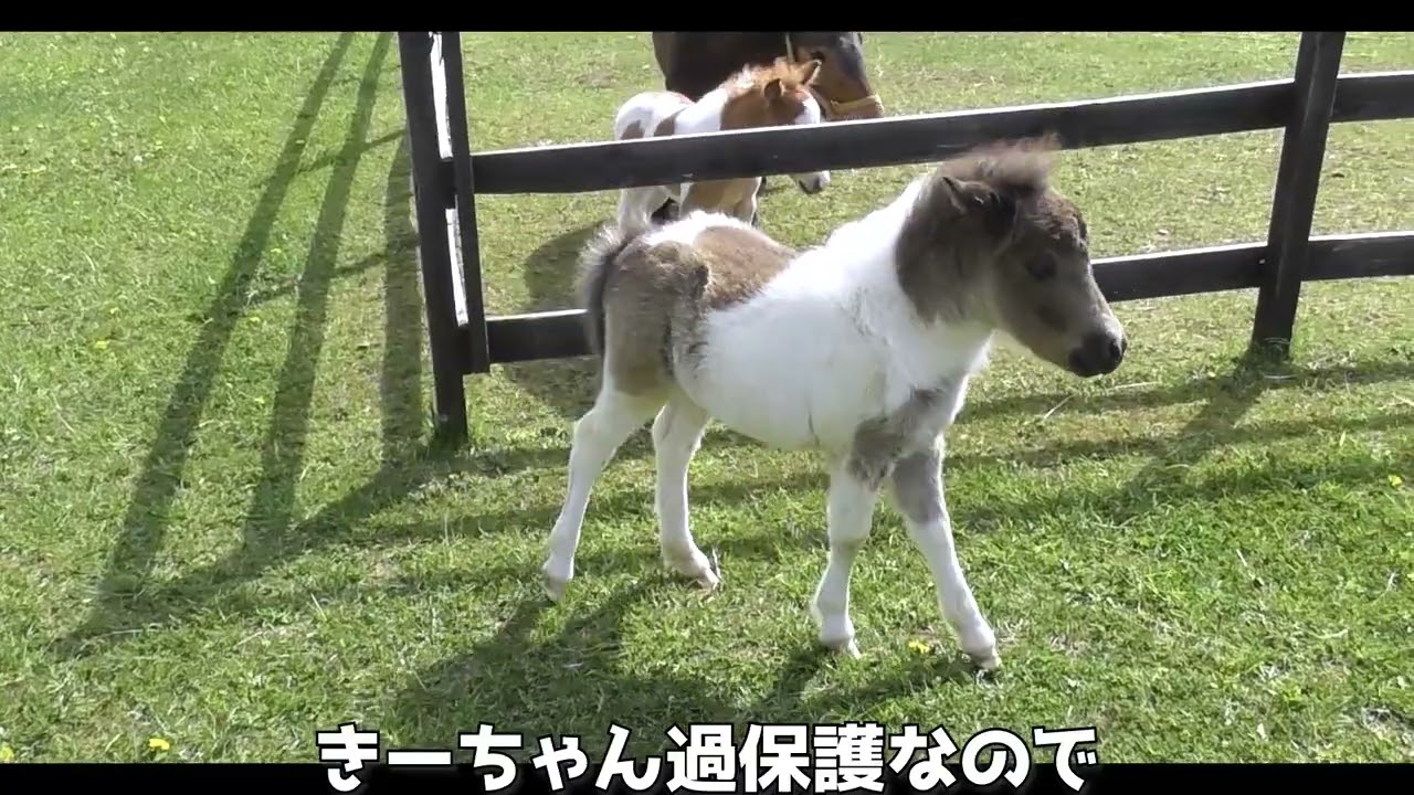 A scene where two baby miniature horses want to be friends?! - YouTube
