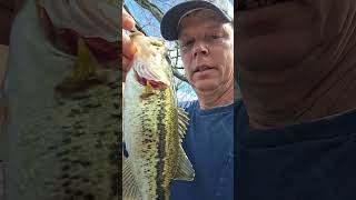 In God fishing caught a Largemouth Spotted Bass private pond in Oneonta Alabama #bassfeatured