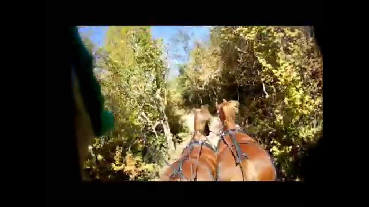 Competition horse driving, Combined Driving Event. Marathon & 6 Obstacles