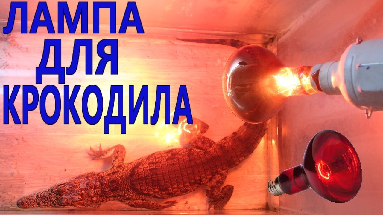 Генератор фраз для крокодила