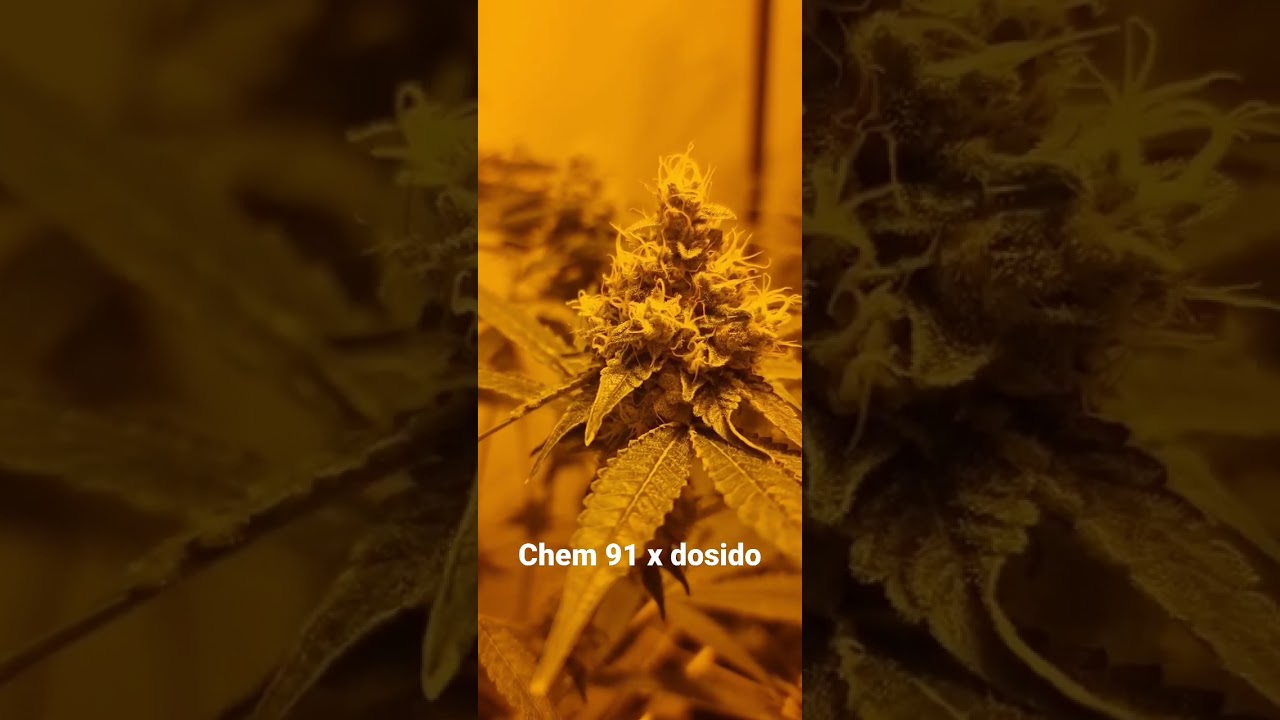 archive fem line... chem91 x dosido