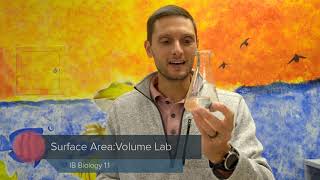 IB Biology: Cell Model Surface Area to Volume Lab