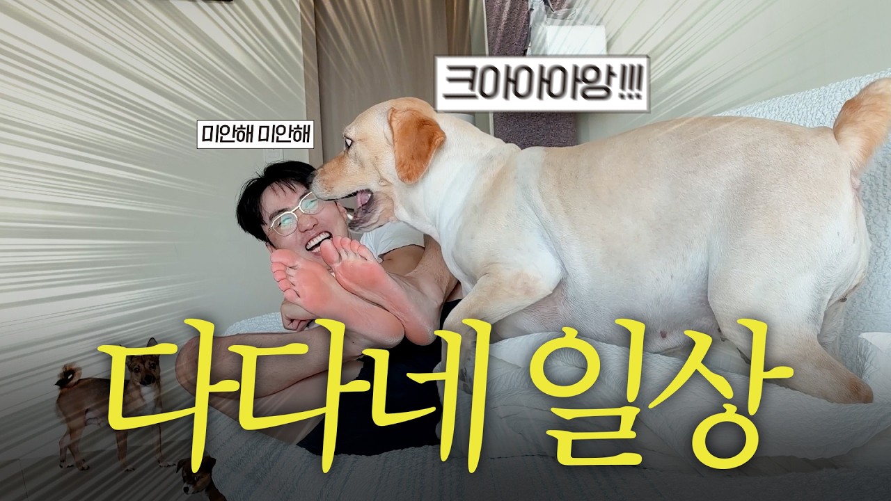 다다 장난감을 다른 강아지한테 줬더니 결국 폭발한 이다다 🔥