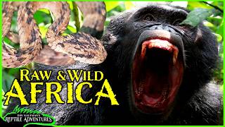Finding WILD CHIMPS and DEADLY VIPERS in Uganda!