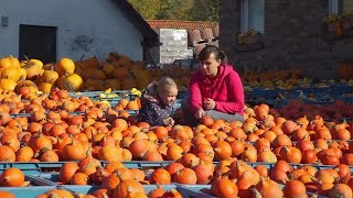 Sorting Through Pumpkins Stock Video