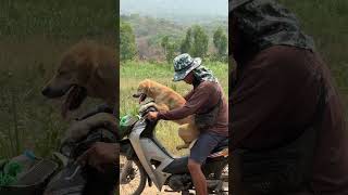 หมูหยองมานั่งรถเล่น #dog