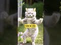 Cute kitten #cat #lovecats #cats #catvideos
