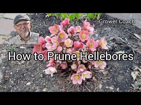 How to Prune