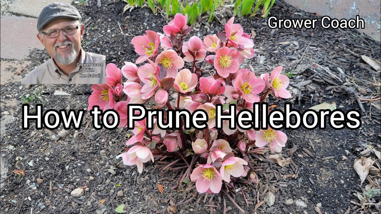 How to Prune Hellebores YouTube