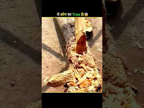 This Wood Has Been feeding us for centuries 😰 #facts #shorts #viral
