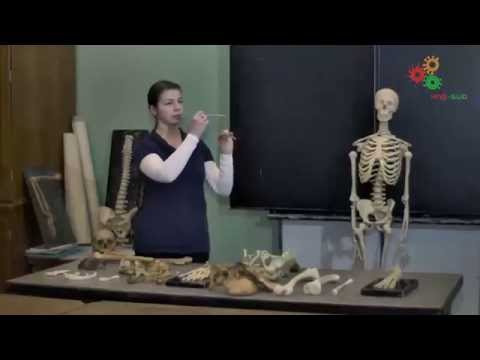 Анатомия человека. Строение скелета (И. Синёва)