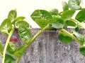 Nalla Mannu 16th 2014|Organic farming