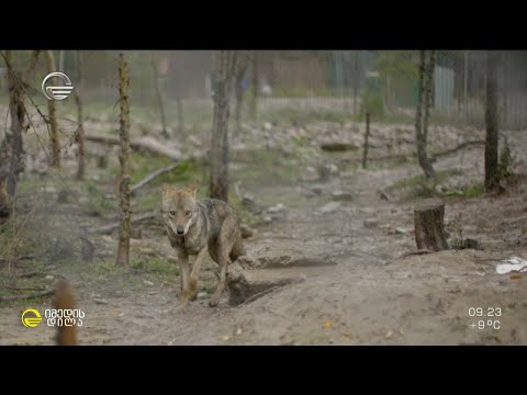 მგელი, სახელად კოვიდის ისტორია