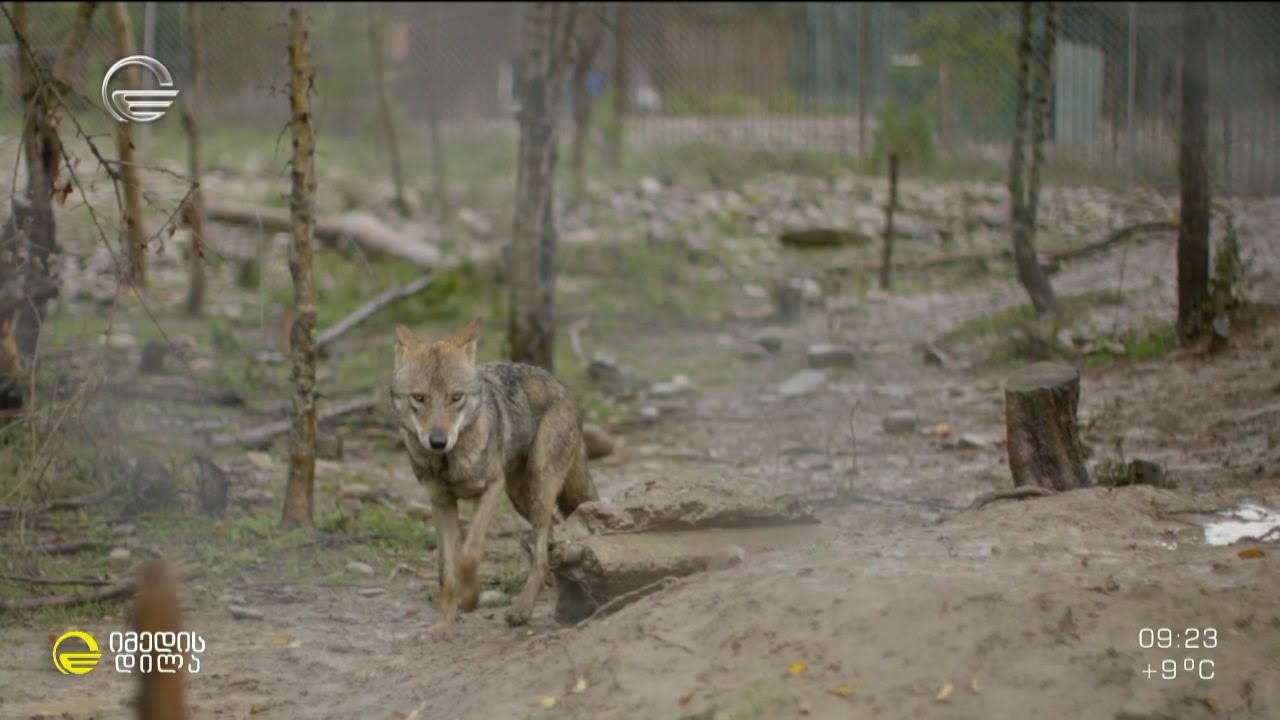 მგელი, სახელად კოვიდის ისტორია