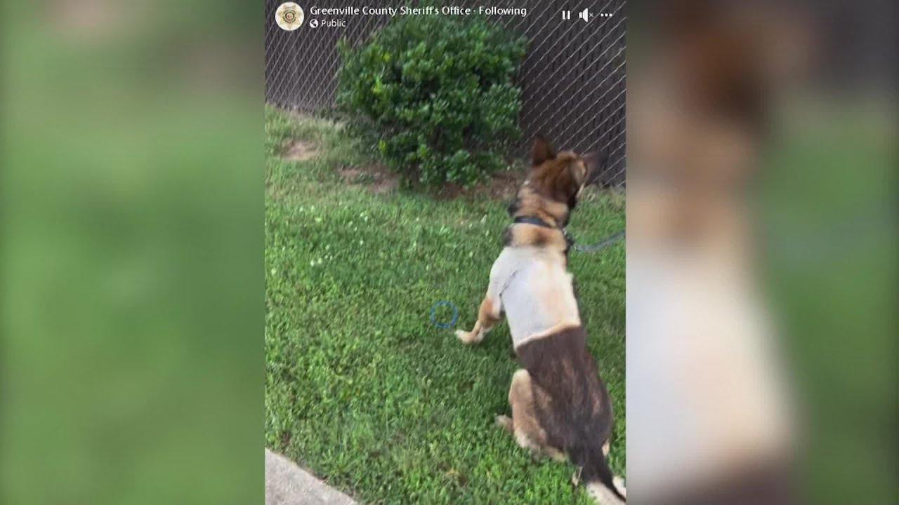 Greenville Co. Sheriff's Office updated K9 Micky's recovery