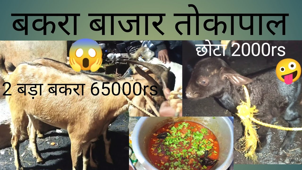 Tokapal Ka Bakra Market || तोकापाल बकरा बाज़ार