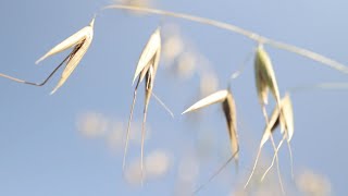 WILD OAT (Avena fatua)