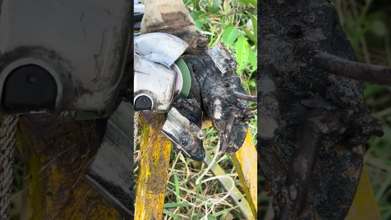 Save Cow Hoof Fixing Rusty Nail Deep Stuck in Cow Foot 