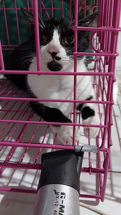 TehLolaBerjemur Nyenengin#cat #kucing #KucingLucu#KucingLucu#imut #imut #