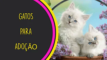 Onde posso fazer doação de gatos?
