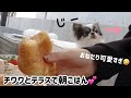 【レアカラーチワワ】テラスで朝ごはんを食べてたらおねだりするのが可愛すぎた😂