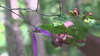 How you can help prevent the spread of invasive species