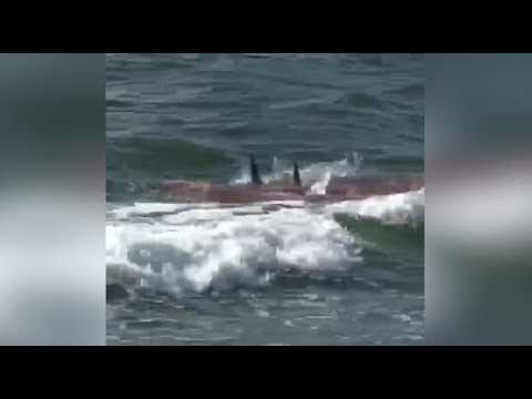 Frenzied sharks attack dolphin at the Jersey Shore - YouTube