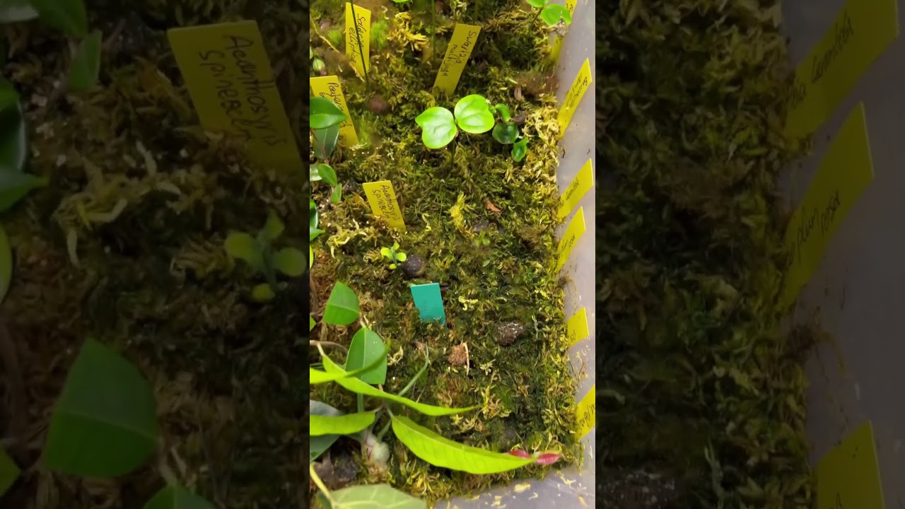 How to germinate rare tropical fruit seeds / the easy way 