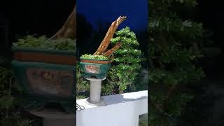 linh sam ghép tanuki