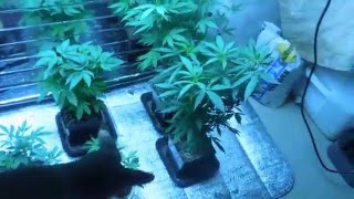 The Grow 420 Diaries - Pre Season 6 Update