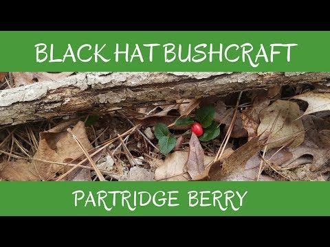 Partridge Berry: Wild Edible & Medicinal