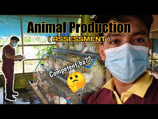 Animal Production (Poultry - Chicken) NCII | Assessment class=