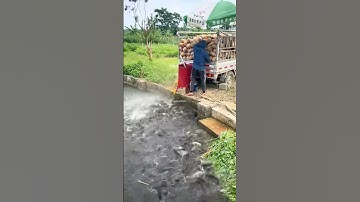 Nuôi cá trắm cỏ lợi nhuận cao