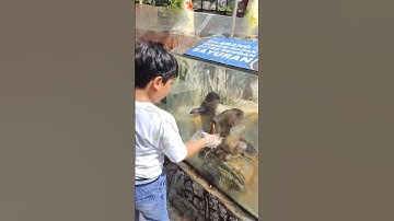 Reihan Kasih Makan Otter Berang Berang