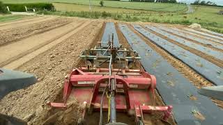 Cette Après-Midi Plantation Courgette Et Tomate Plein Champ