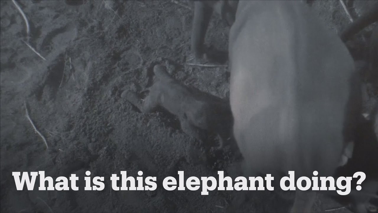 Why is this elephant kicking her baby? YouTube