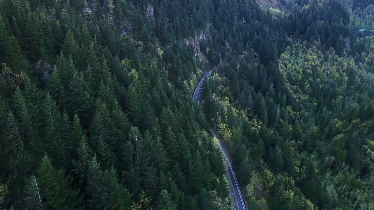 An Aerial View Of Coniferous Trees|RB MOSUGANTI